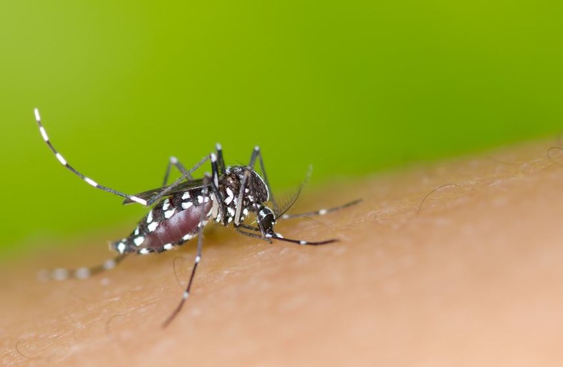 Czy w Europie wybuchnie epidemia dengi? /123RF/PICSEL