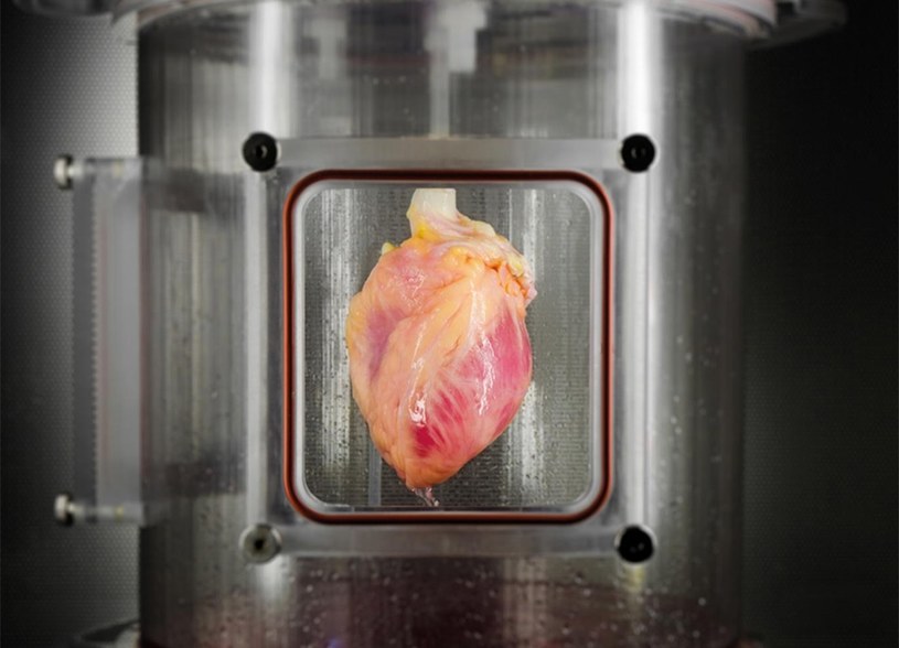 Czy w końcu uda się wyhodować funkcjonalne serce z laboratorium? /materiały prasowe