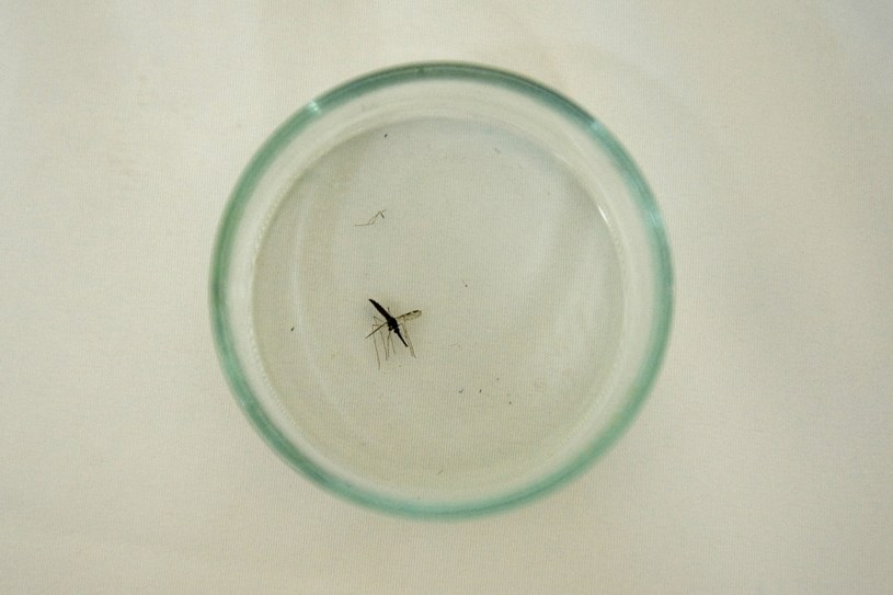 Czy w końcu uda się wykryć malarię bez konieczności przeprowadzania testu krwi? /AFP