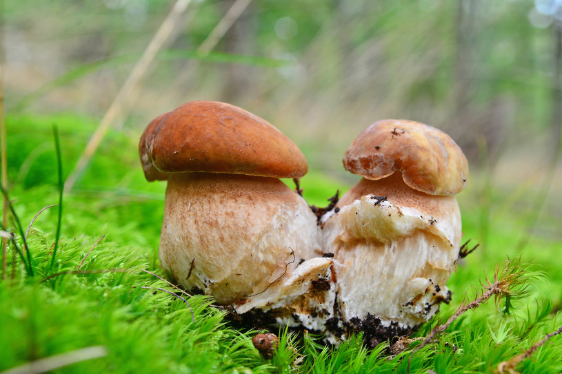 Czy w ogrodzie mogą wyrosnąć jadalne grzyby? /123RF/PICSEL
