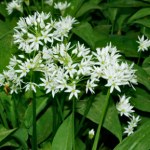 Czy w Polsce można zrywać czosnek niedźwiedzi? Odpowiadamy 