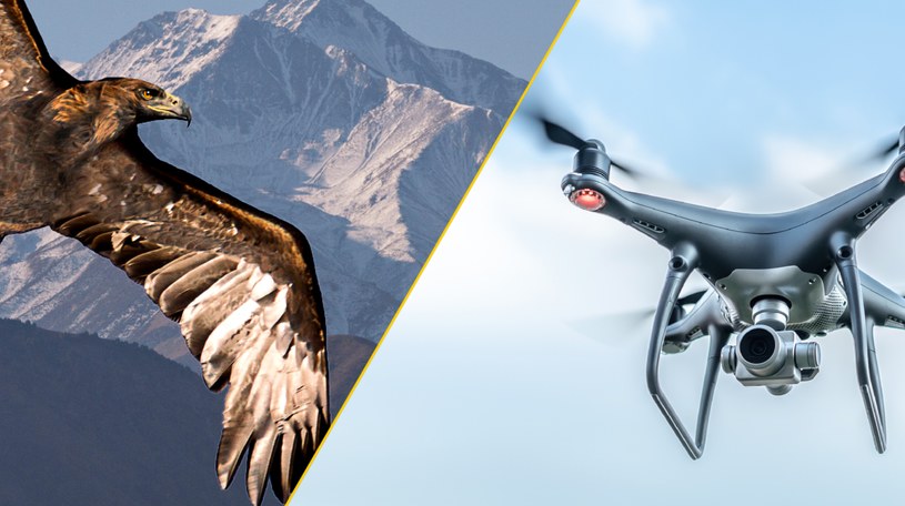 Czy w przyszłości drony będą miały pierzaste skrzydła? /123RF/PICSEL