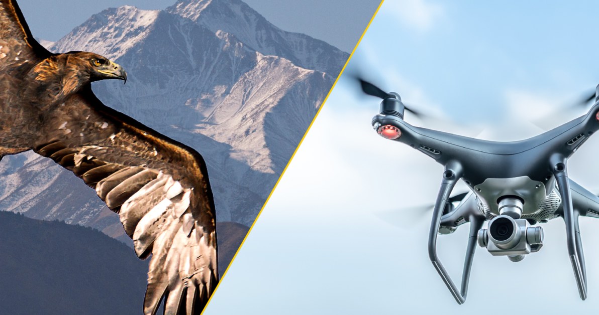Czy w przyszłości drony będą miały pierzaste skrzydła? /123RF/PICSEL