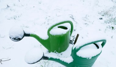 Czy w zimie trzeba podlewać rośliny? Ogrodnik wyjaśnia