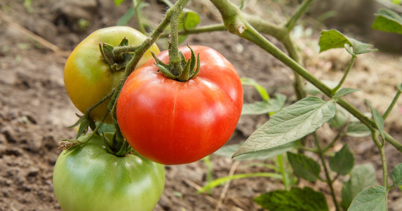 Czy warto podsypywać pomidory? /123RF/PICSEL