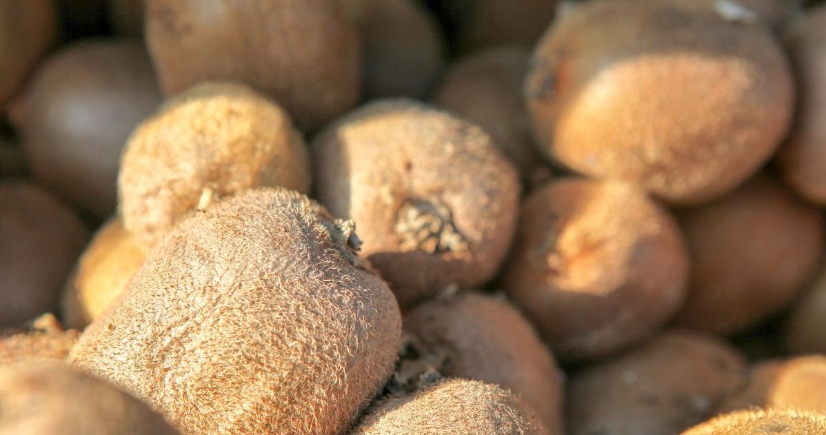 Czy wiedziałeś, że kiwi można jeść ze skórką? Co więcej, to właśnie ona jest najbardziej wartościowa /CanvaPro /INTERIA.PL