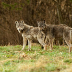 Czy wilki z Brzozowa trzeba było odstrzelić? Organizacje ekologiczne żądają kontroli 