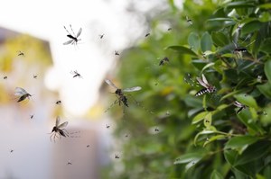 Czy witamina B1 odstrasza komary? Sprawdzamy