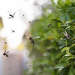 Czy witamina B1 odstrasza komary? Sprawdzamy