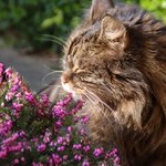 Czy wrzos jest trujący dla kota? Te rośliny ogrodowe mogą zabić mruczka