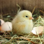Czy z jajka kupionego w sklepie może wykluć się kurczak? Odpowiadamy