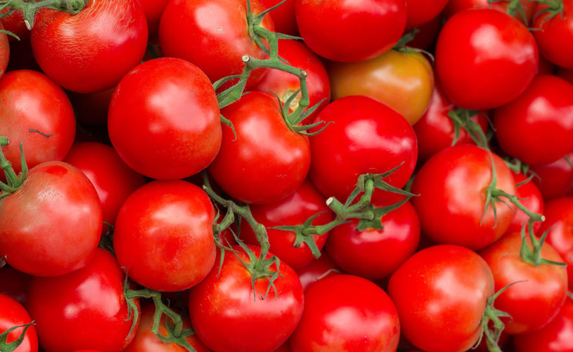 Czy z pomidorów można wytworzyć prąd elektryczny? /123RF/PICSEL
