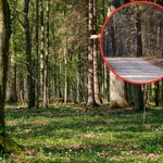Czy z Puszczy Białowieskiej zniknie asfalt? "Katastrofa dla środowiska"