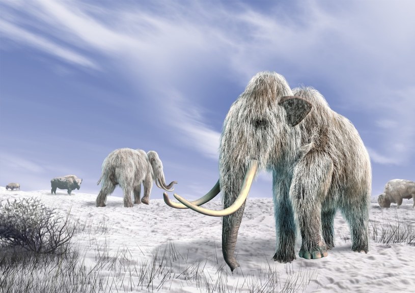 Czy za dwa lata zobaczymy biegające po Ziemii mamuty? /123RF/PICSEL