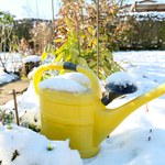 Czy zimą trzeba podlewać rośliny w ogrodzie? Tak przetrwają bez szwanku