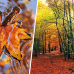 Czy złota polska jesień jest możliwa? Znamy prognozy