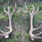 Czy znalezione w lesie poroże można zabrać do domu? Przepisy mówią jasno, a Polacy wziąć mają wątpliwości 