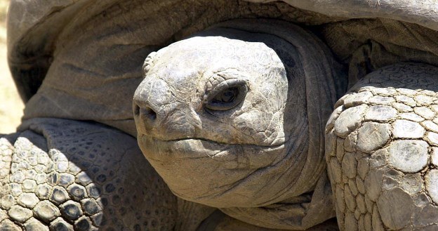 Czy żółwie kiedyś będą ratować ludzi? /AFP