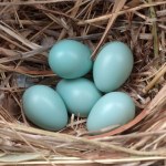 Czyje to jajko? Wielkanocny quiz przyrodniczy... z jajem