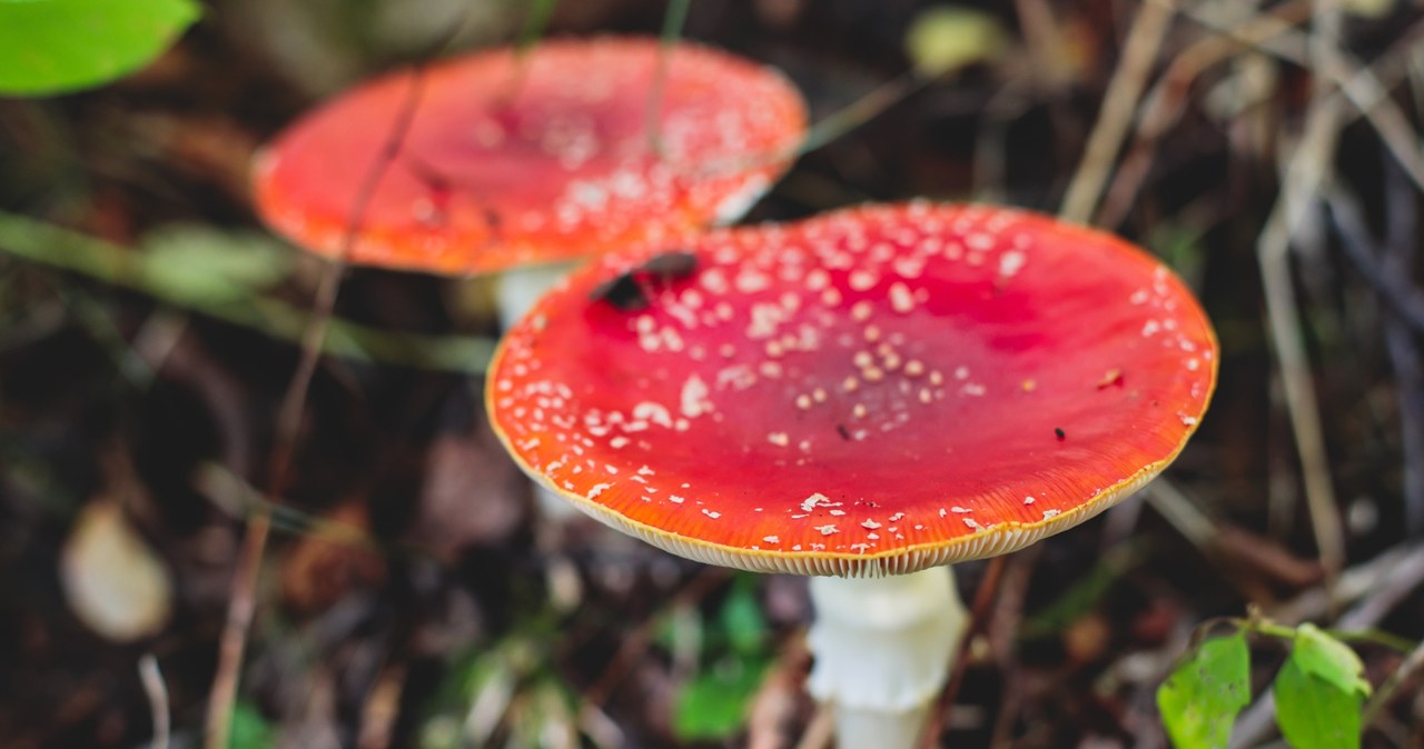 Czym grozi spożywanie muchomorów czerwonych? /123RF/PICSEL