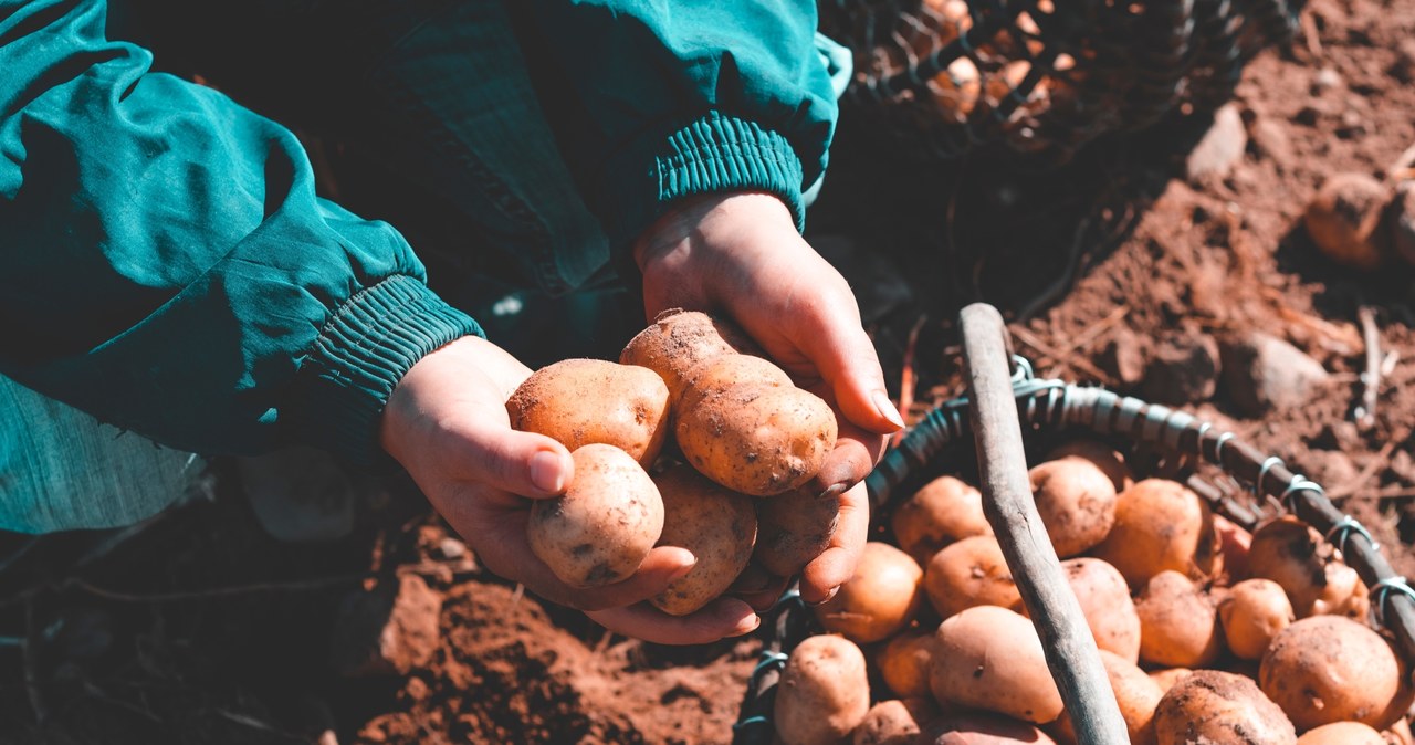 Czym grozi zjedzenie zielonych ziemniaków? /Pixel