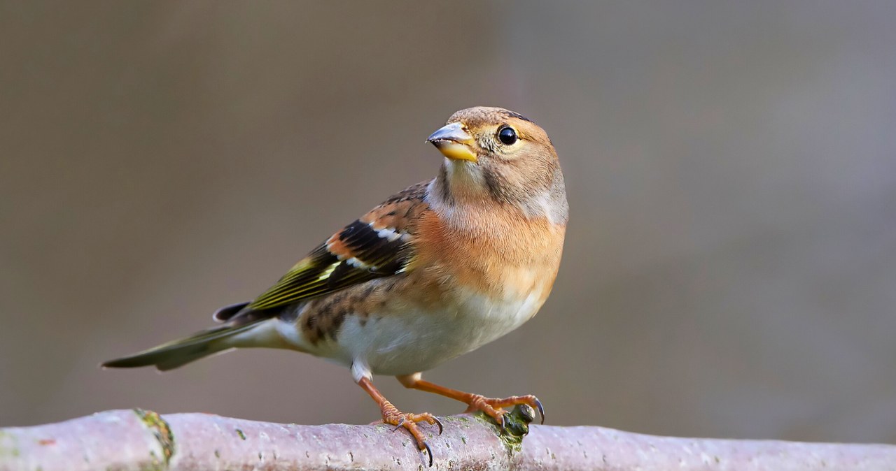 Czym jest jer? Ten ptak to zimowy gość /Canva Pro