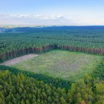 Czym jest tajemnicza terra preta? Pomoże w zalesianiu nie tylko Amazonii