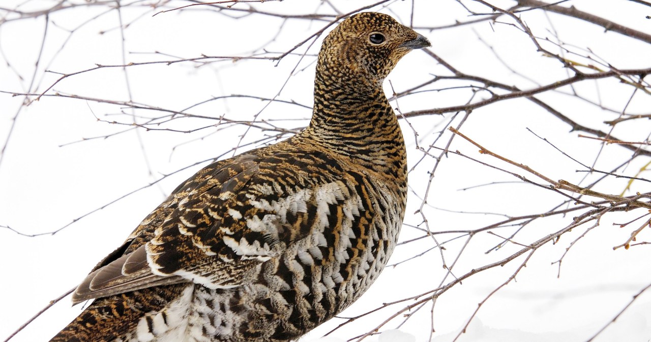 Czym jest „zaśnieżenie cietrzewia”? /McPHOTO / Rainer Kaufung / imageBROKER / Forum /Agencja FORUM