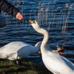 Czym karmić kaczki i łabędzie w parku? Ugotuj i pokrój w kostkę