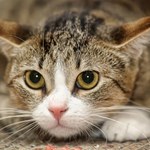 Czym możesz zarazić się od kota? Lista chorób