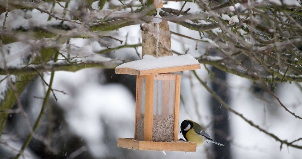 Czym nie dokarmiać ptaków zimą? /Wojciech Strozyk/REPORTER /East News