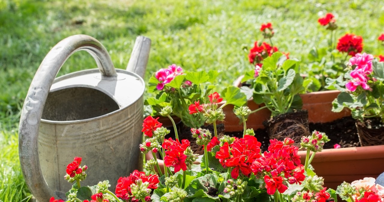 Czym podlewać pelargonie, by pięknie kwitły? /123RF/PICSEL                 /123RF/PICSEL
