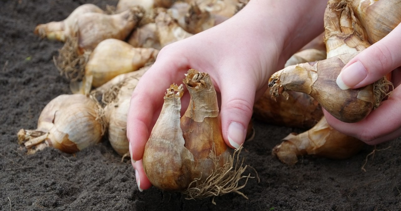 Czym posypać rabatki z tulipanami? /123RF/PICSEL