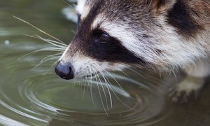 Czym są gatunki inwazyjne i dlaczego mogą być niebezpieczne? 