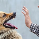 Czym są sygnały uspokajające u psa? To może zapobiec tragedii
