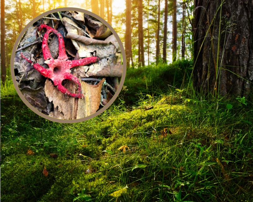 Czym są tajemnicze "palce diabła', spotykane latem w polskich lasach? /Pixel