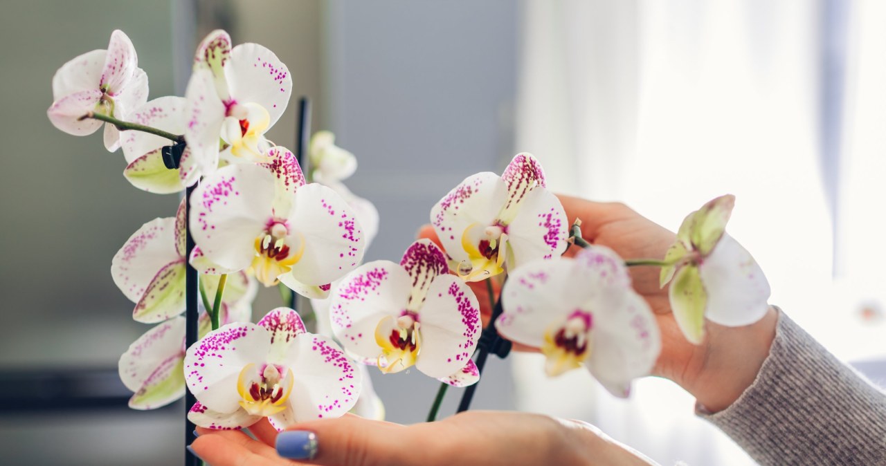 Czym spryskać korzenie storczyka? /123RF/PICSEL