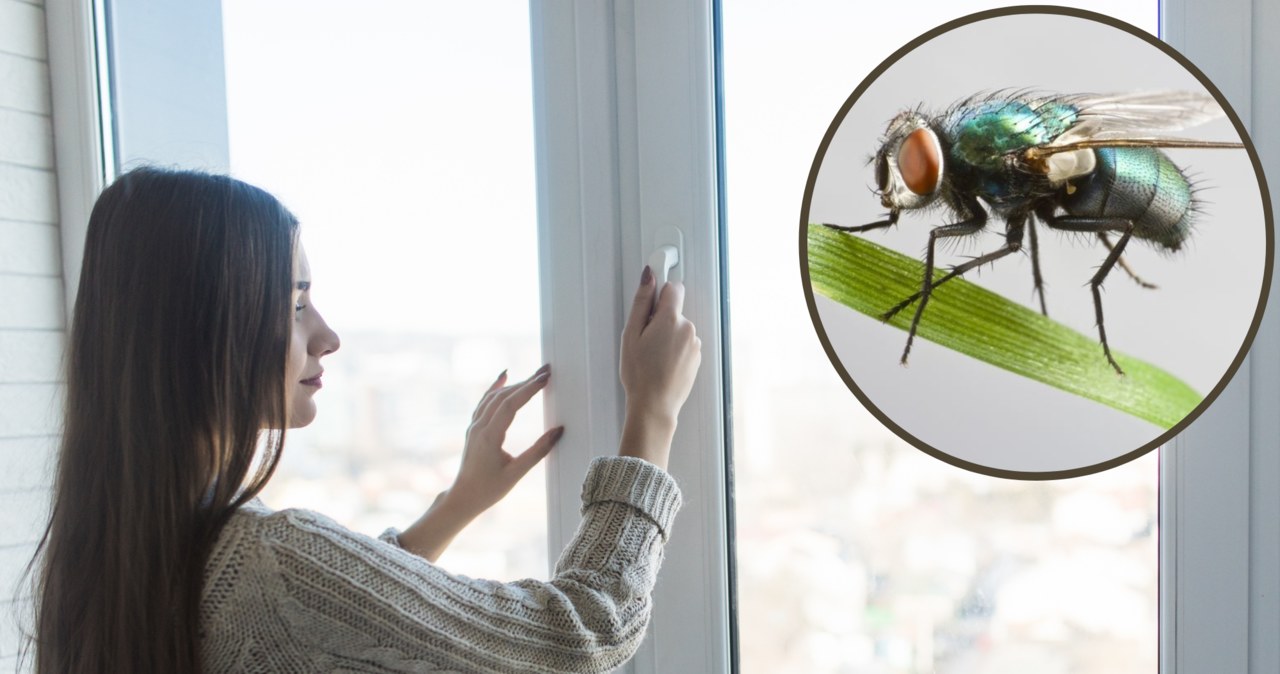 Czym spryskać ramy okien, aby muchy omijały nasz dom z daleka? /Pixel