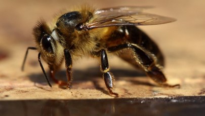 Czym zagrażają nam owady?