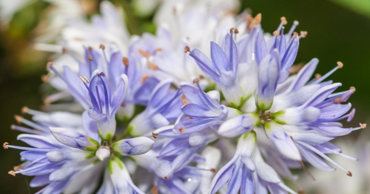 Czym zastąpić hortensje w ogrodzie? /123RF/PICSEL