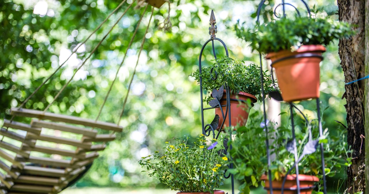 Czym zastąpić zwykłe doniczki w ogrodzie? /Pixel