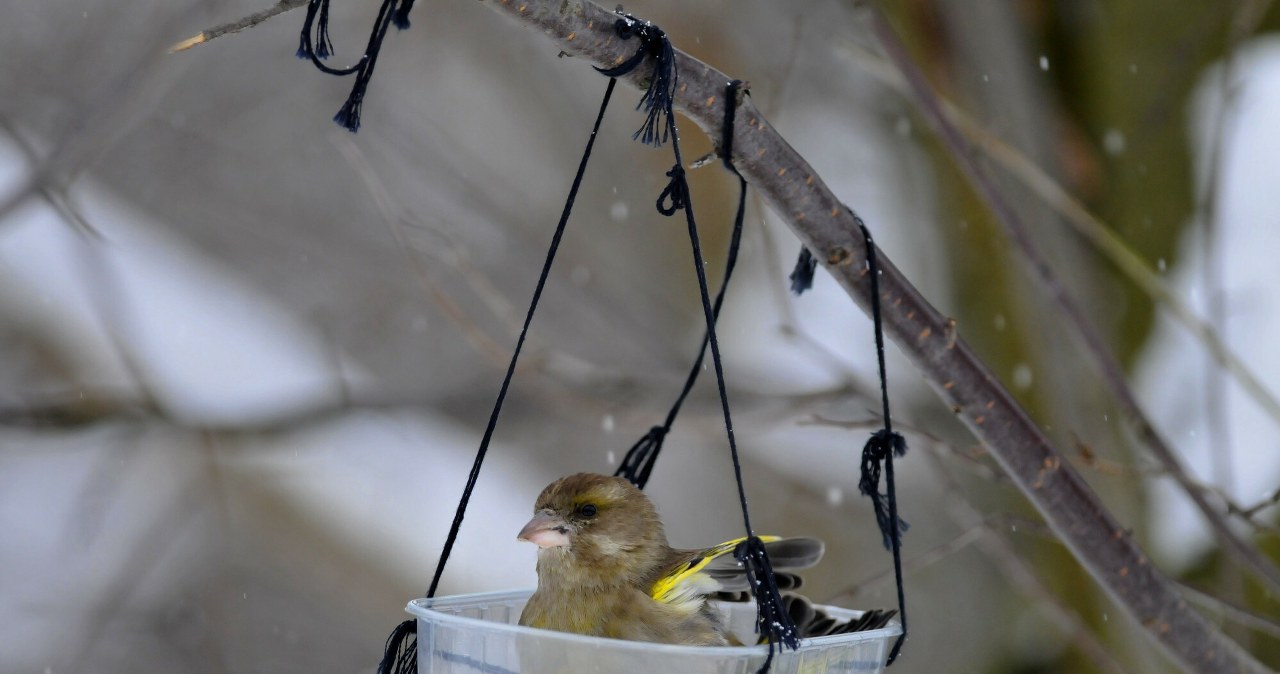 Czym żywią się dzwońce? Te ptaki to prawdziwe rozrabiaki w karmniku. /Piotr Kamionka/REPORTER /East News