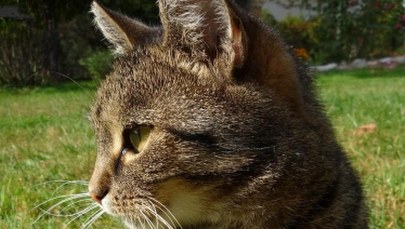 Czyż nie jesteśmy piękni? Oto zdjęcia Waszych kotów - część I