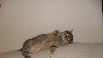 Czyż nie jesteśmy piękni? Oto zdjęcia Waszych kotów - część II