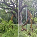 Dąb Bartek uszkodzony przez wichurę. ZDJĘCIA