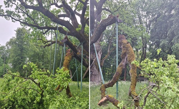 Dąb Bartek uszkodzony przez wichurę. ZDJĘCIA