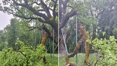 Dąb Bartek uszkodzony przez wichurę. ZDJĘCIA