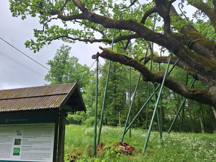 Dąb Bartek został zabezpieczony, fot. Regionalna Dyrekcja Lasów Państwowych w Radomiu /Facebook