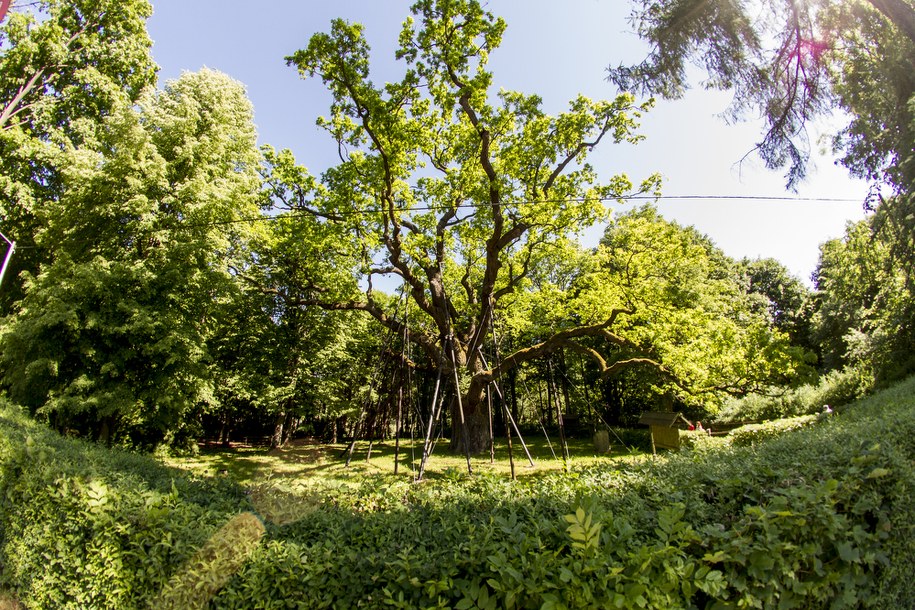 Dąb Bartek / 	Michał Walczak      /PAP