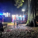 Dąb "Cysters" podpalony przez wandali. "Kompletnie bezmyślne osoby"